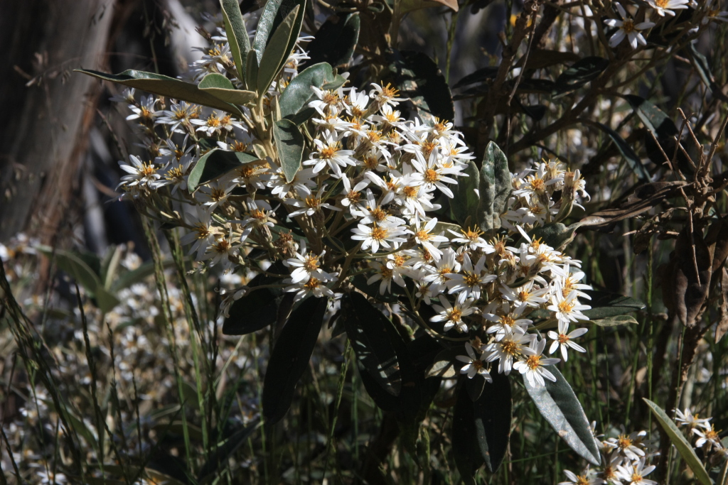 Olearia megalophylla (hero image)