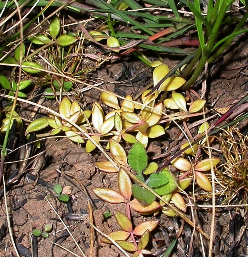 Linaria pelisseriana (hero image)