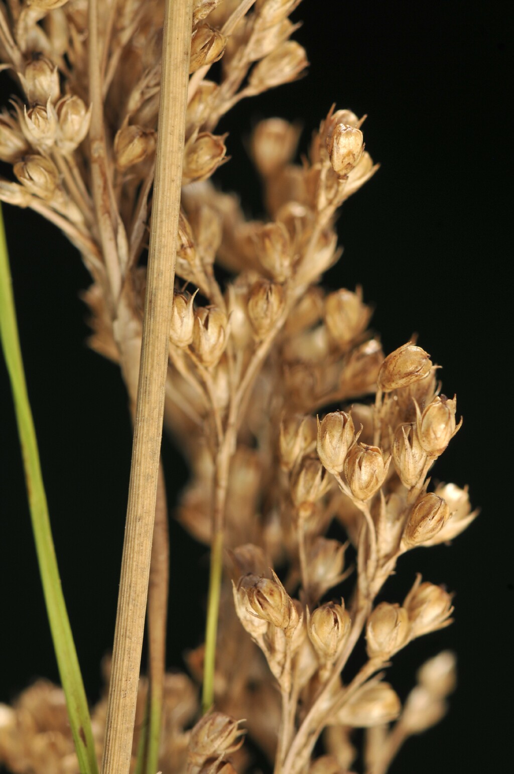 Juncus sarophorus (hero image)