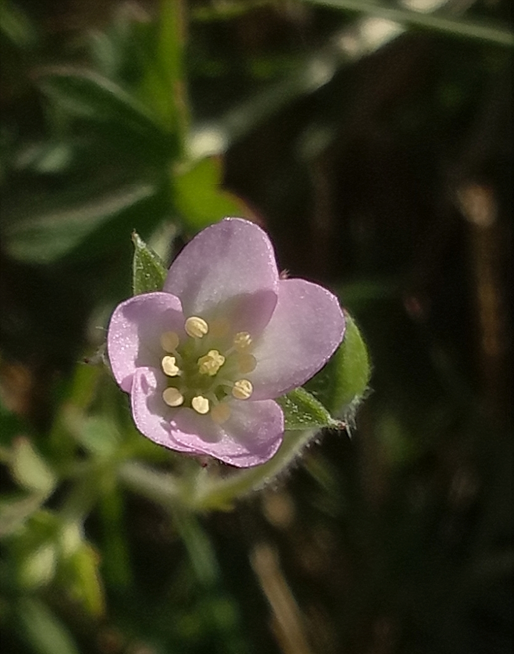 Geranium sp. 6 (hero image)