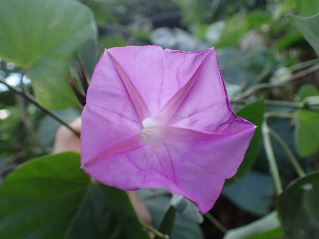 Ipomoea (hero image)