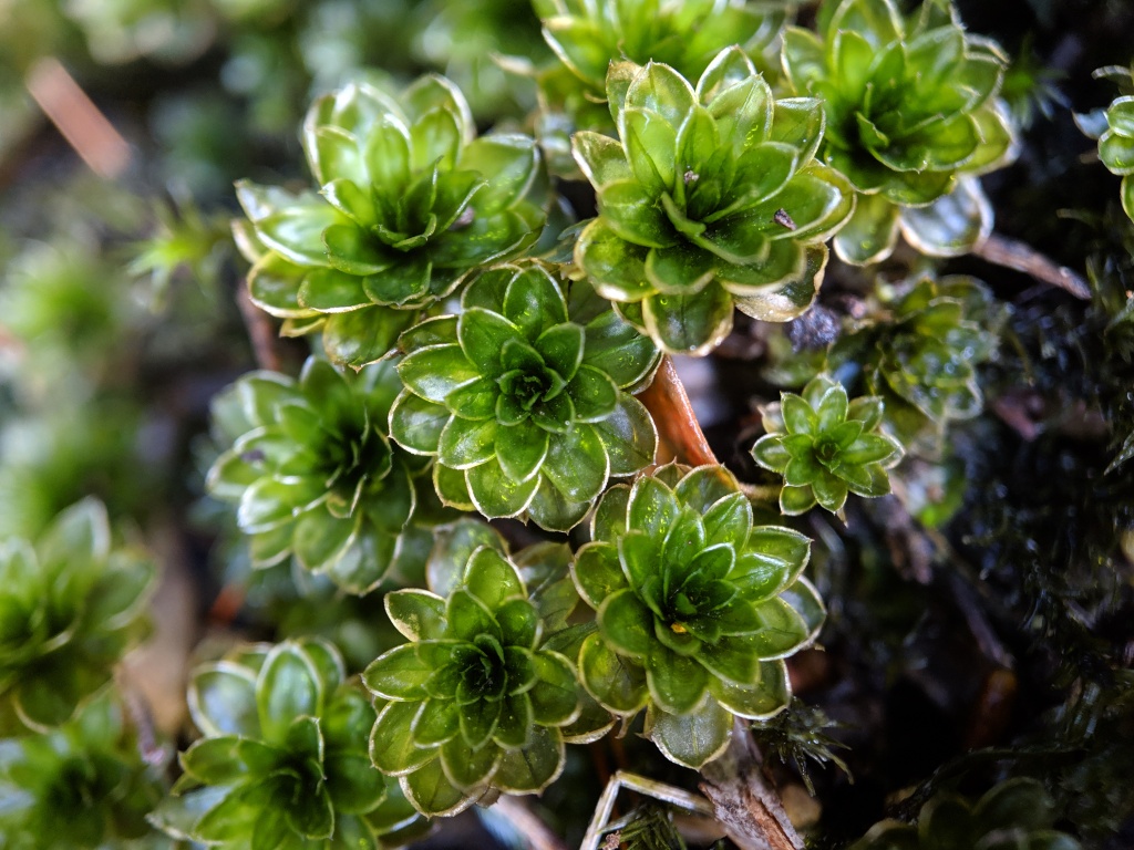 Rosulabryum (hero image)