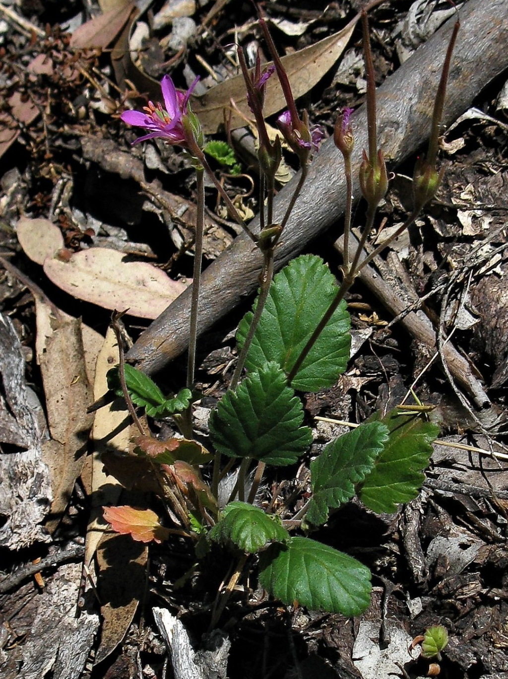 Pelargonium (hero image)