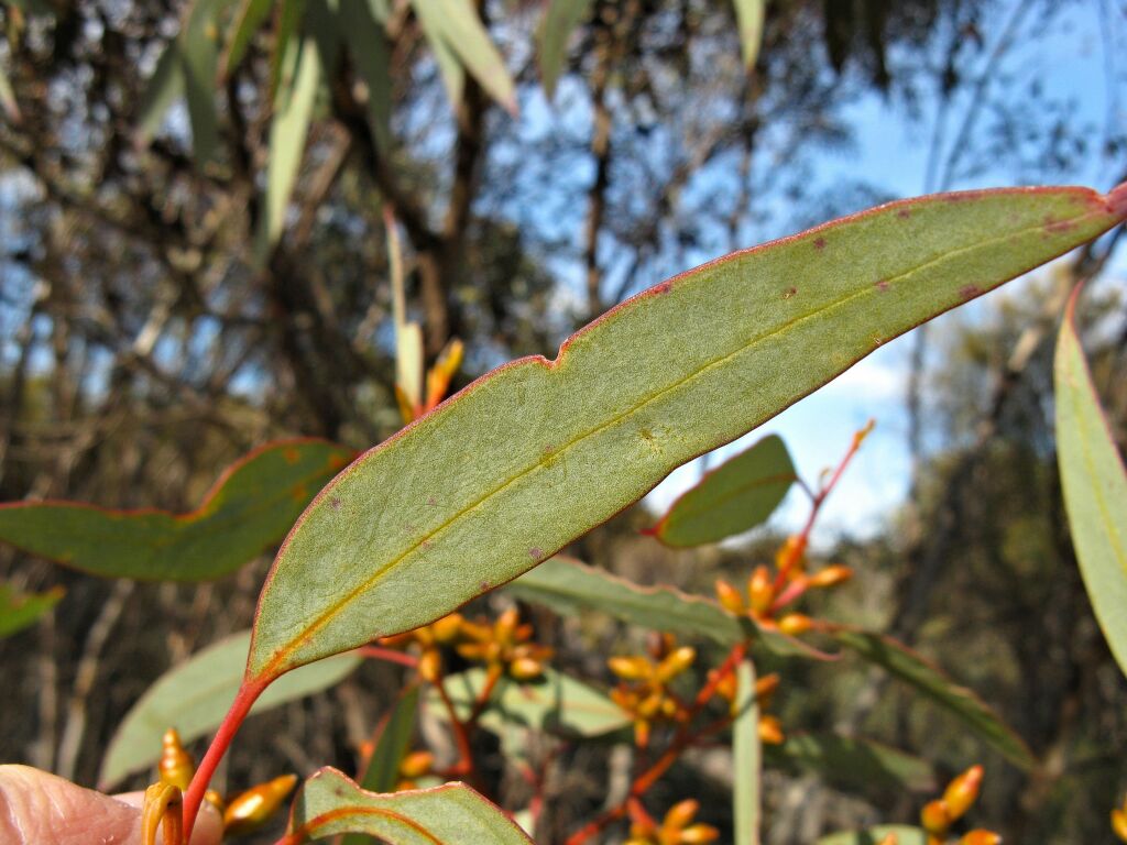 Eucalyptus dumosa (hero image)