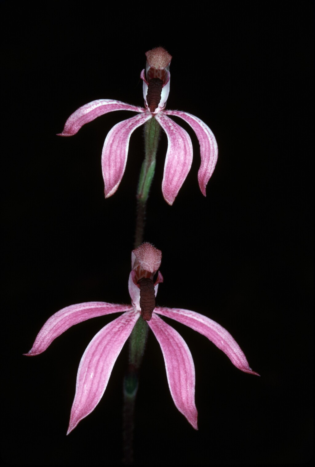 Caladenia congesta (hero image)