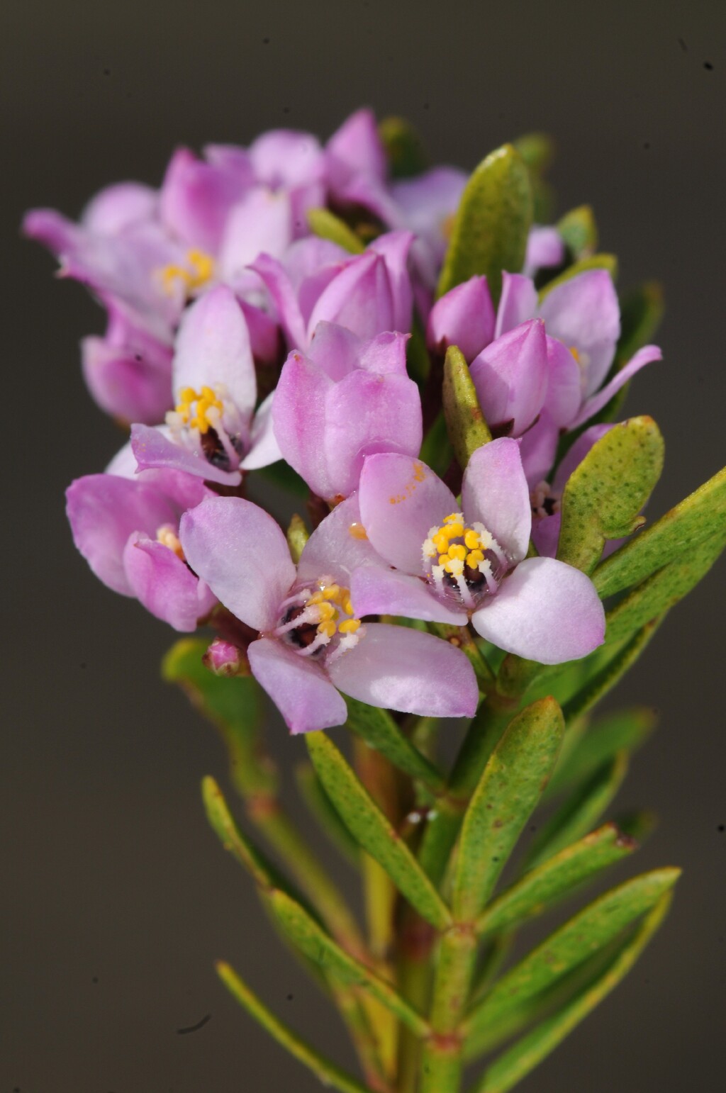 Boronia latipinna (hero image)