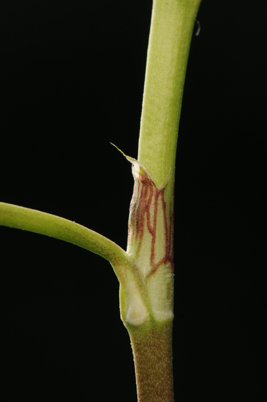 Trifolium repens (hero image)