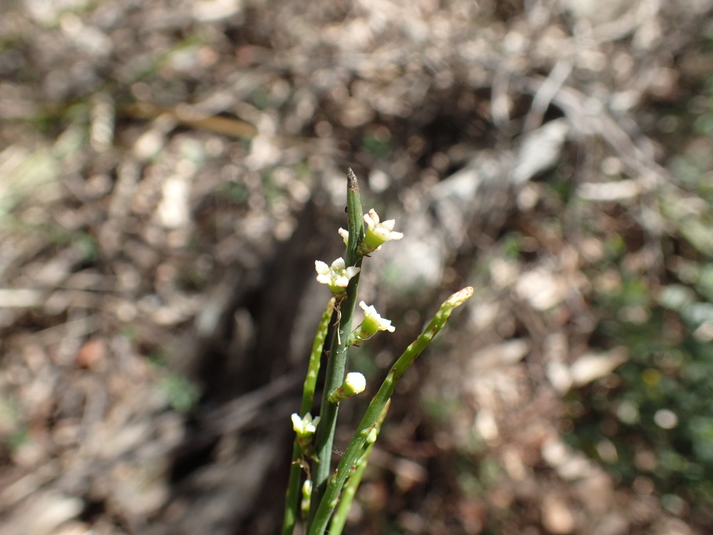 Choretrum pauciflorum (hero image)