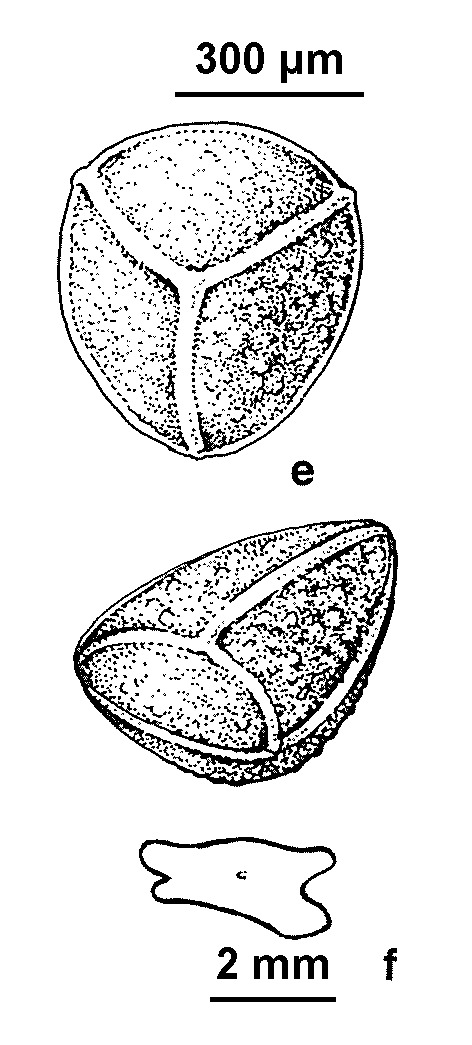 Isoetes drummondii subsp. anomala (hero image)