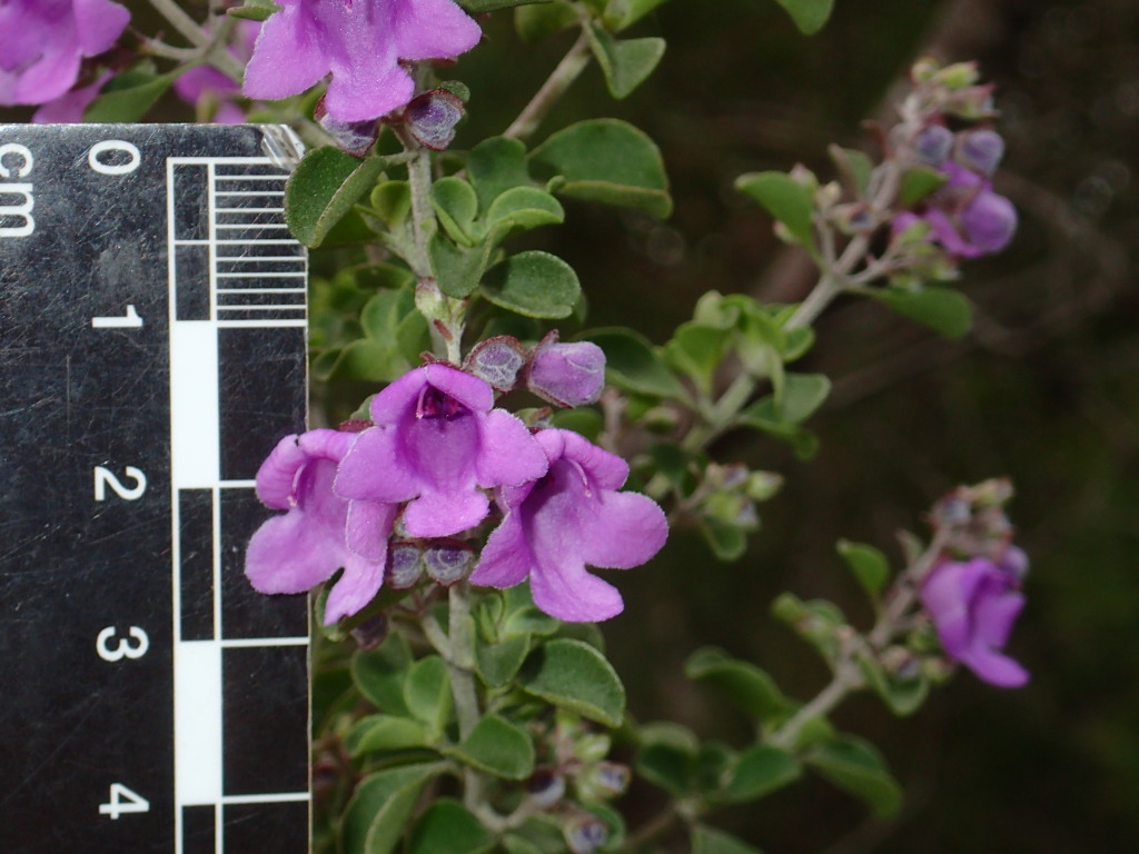 Prostanthera rotundifolia (hero image)