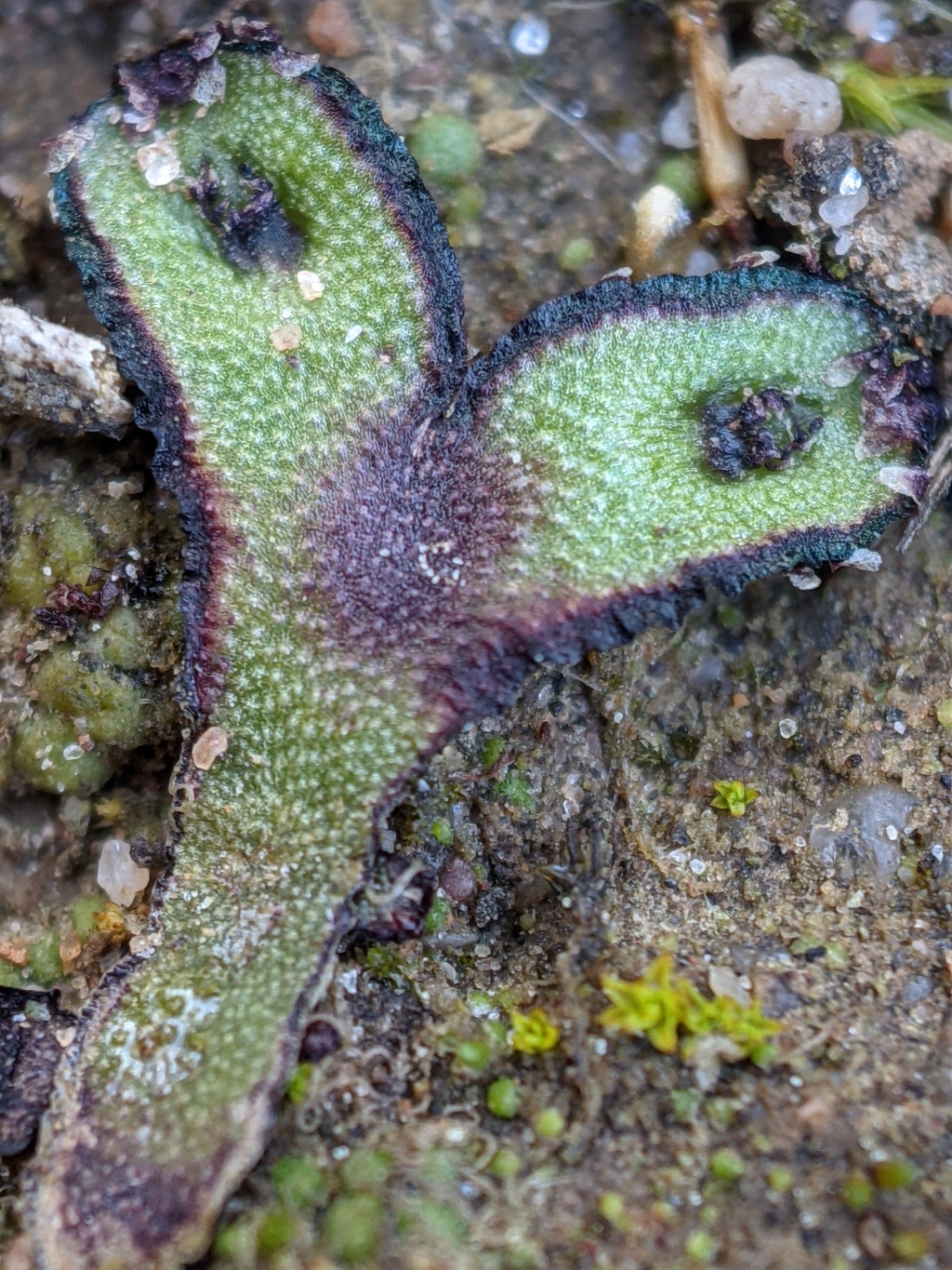 Aytoniaceae (hero image)