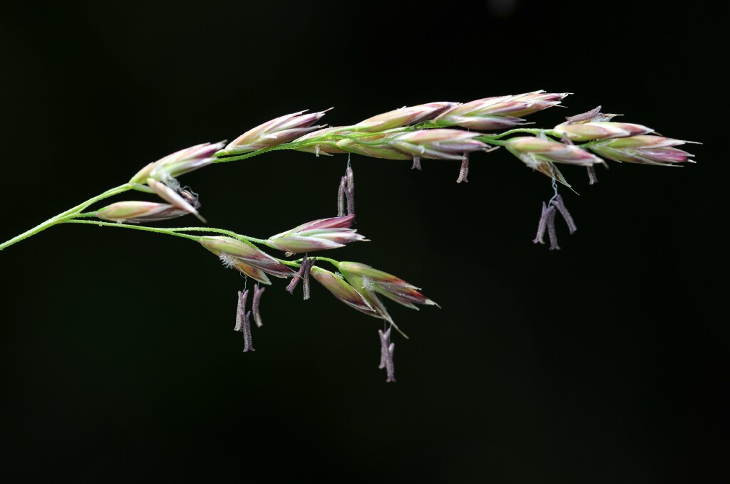 Festuca arundinacea (hero image)