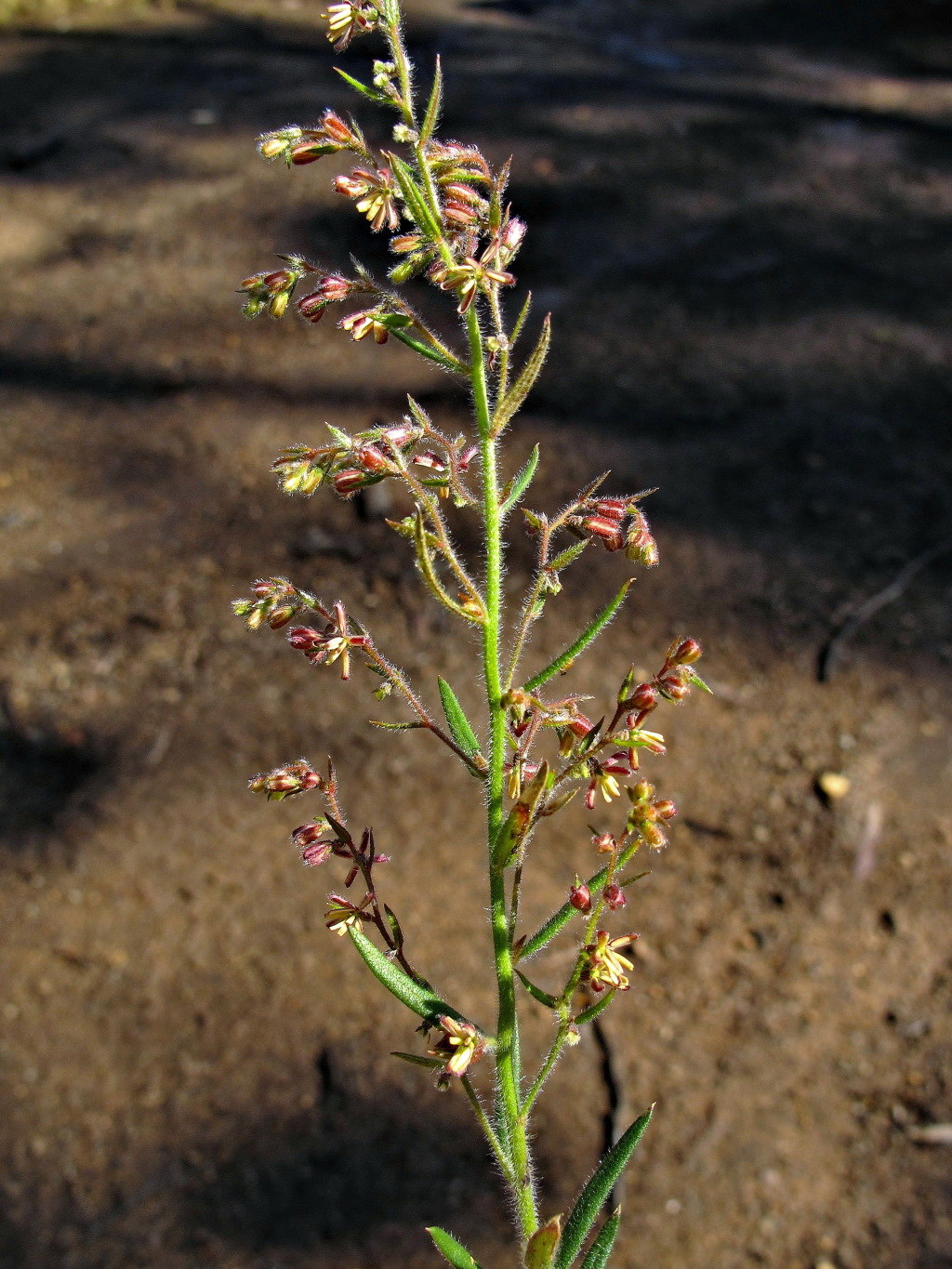 Gonocarpus elatus (hero image)