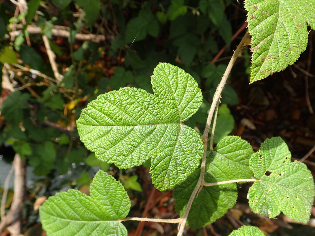 Rubus moluccanus (hero image)