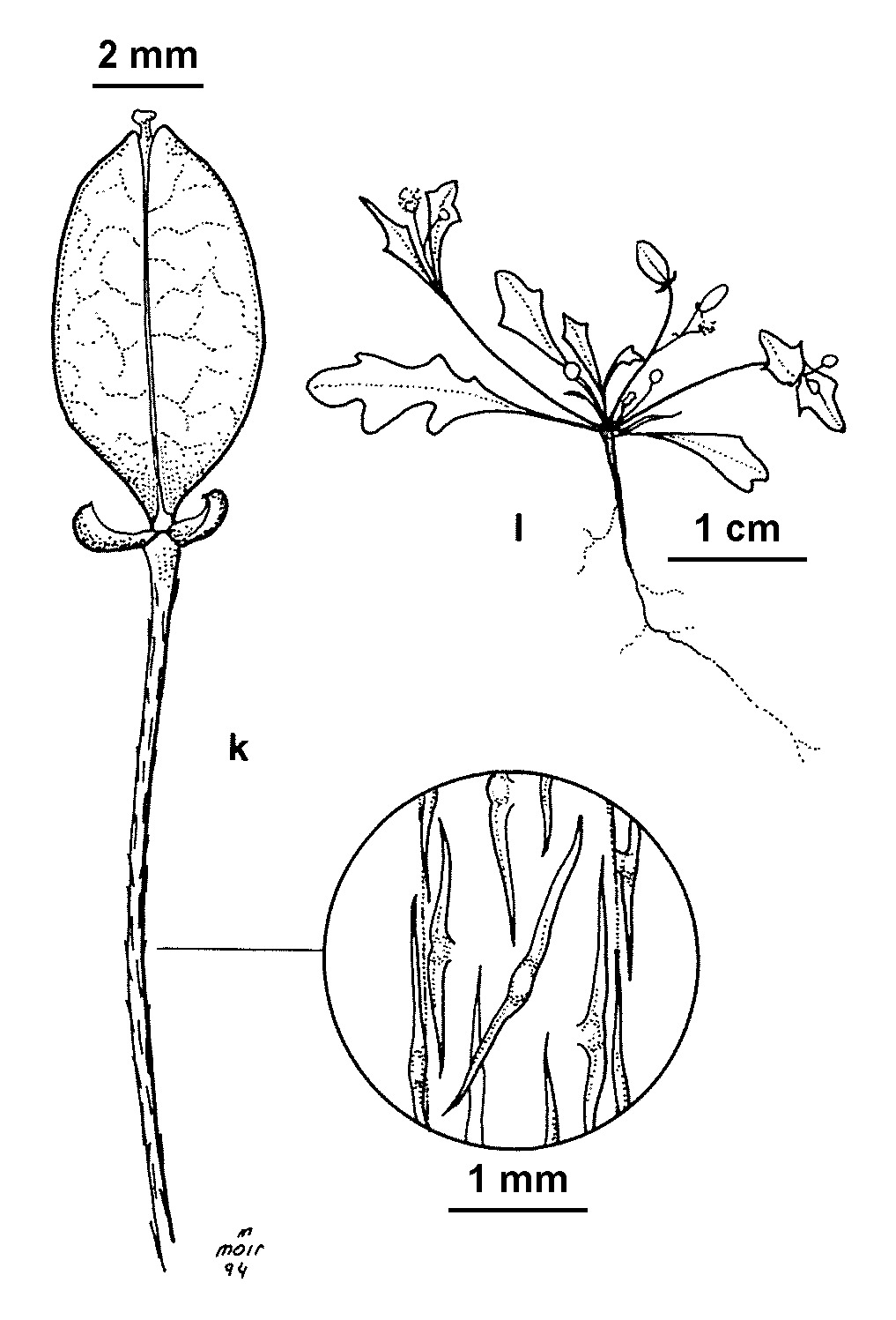 Phlegmatospermum (hero image)