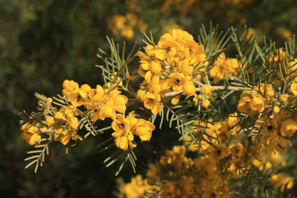 Senna artemisioides subsp. artemisioides (hero image)