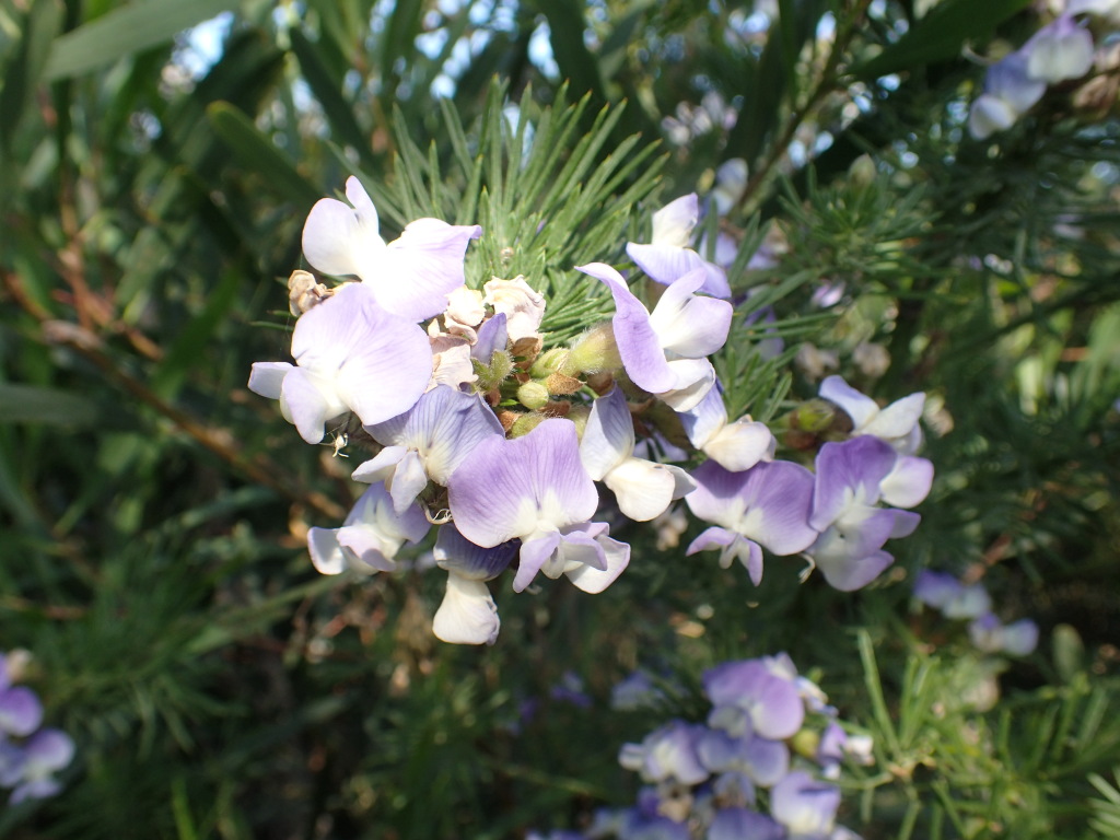 Psoralea arborea (hero image)