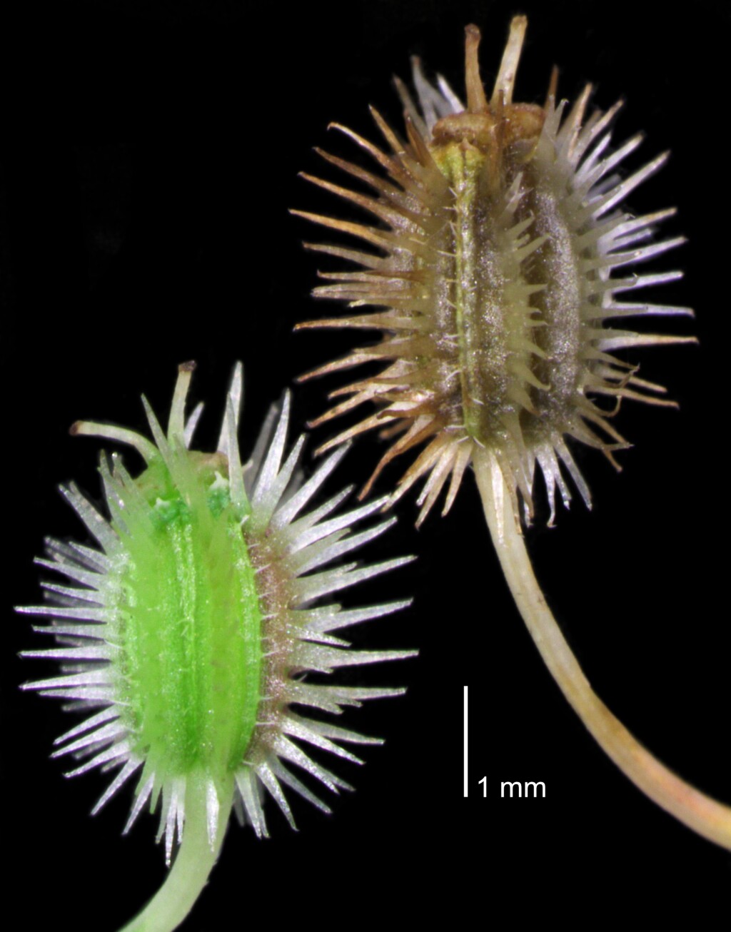 Daucus carota (hero image)