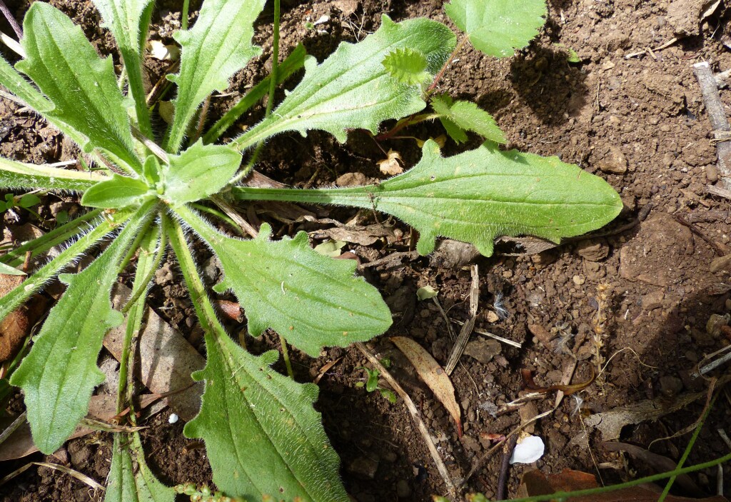 Plantago debilis (hero image)