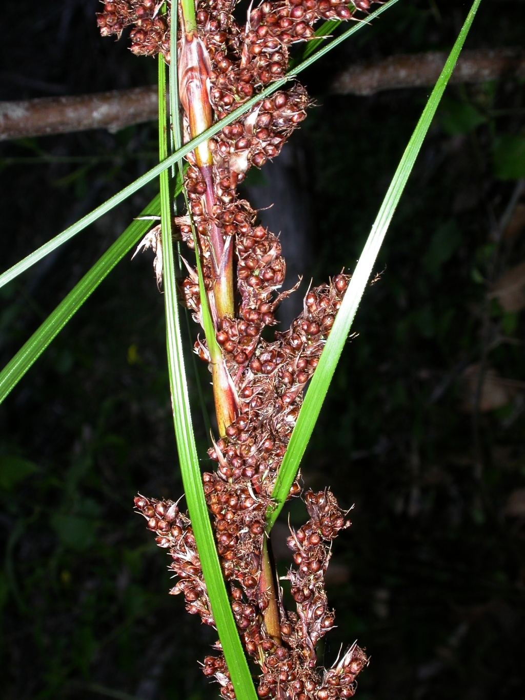 Gahnia melanocarpa (hero image)