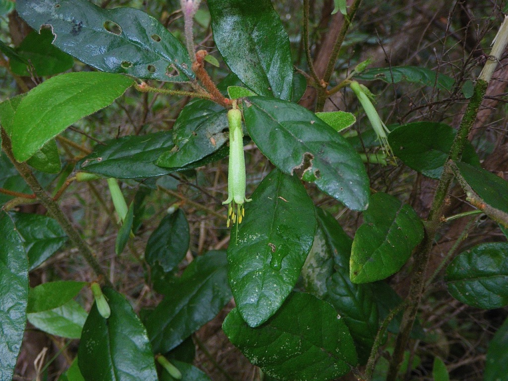 Correa lawrenceana var. genoensis (hero image)