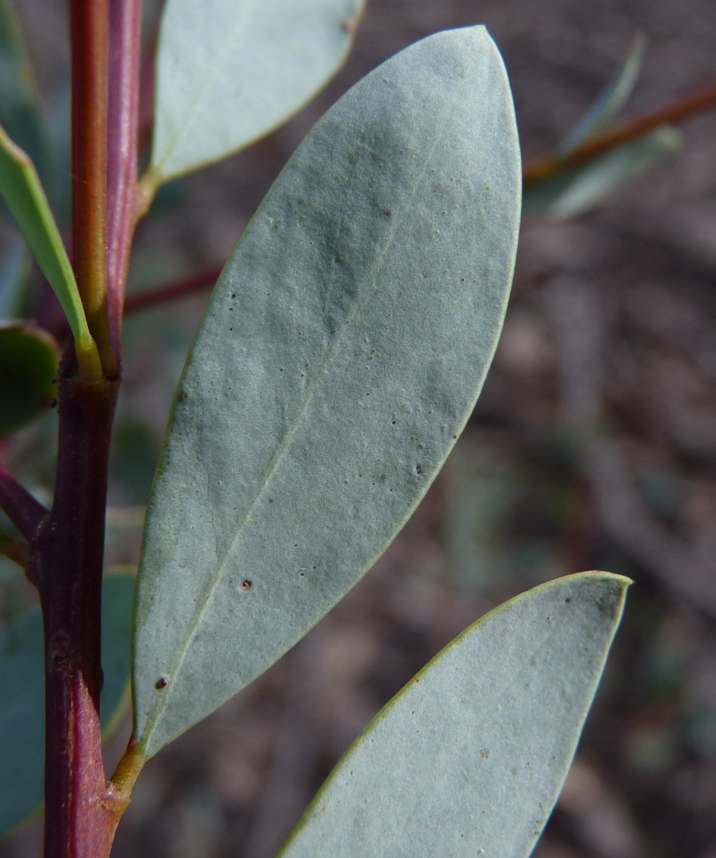 Acacia buxifolia (hero image)