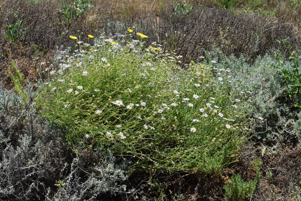 Brachyscome melanocarpa subsp. melanocarpa (hero image)