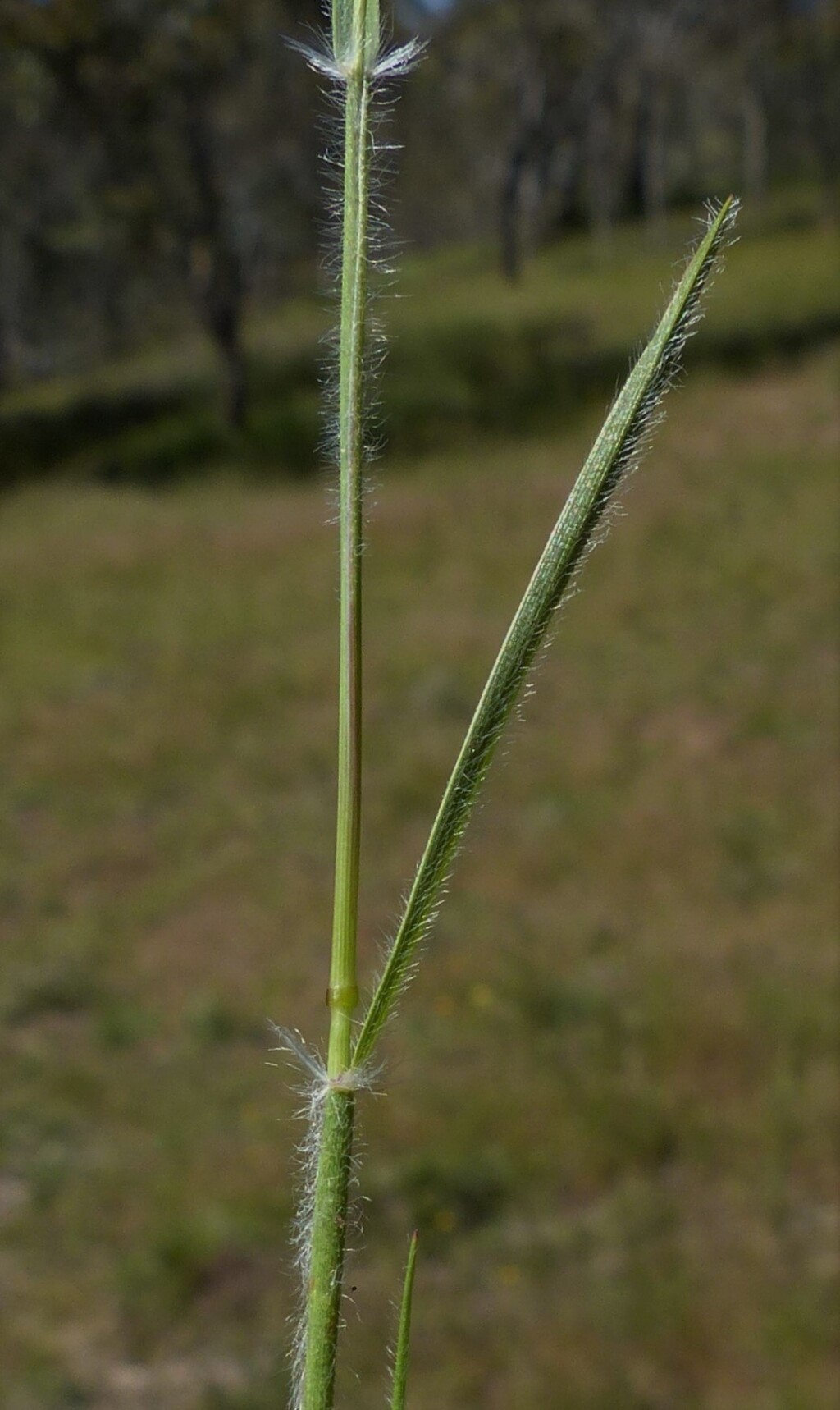 Rytidosperma auriculatum (hero image)