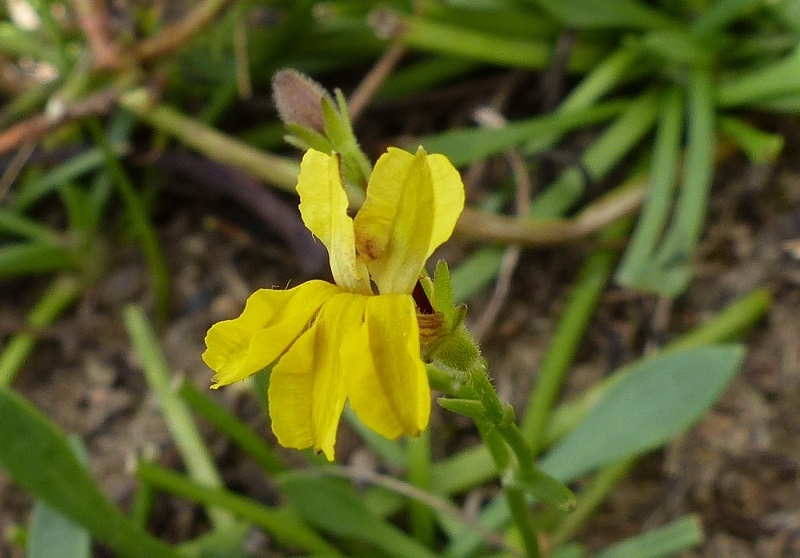 Goodenia humilis (hero image)