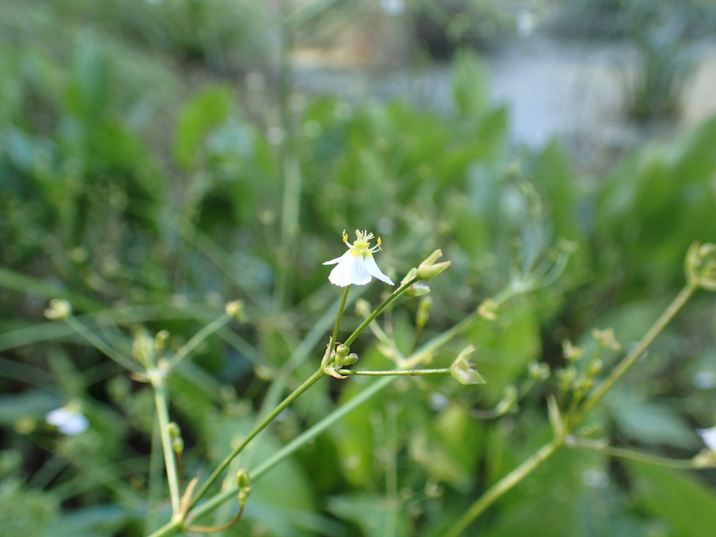 Alisma plantago-aquatica (hero image)