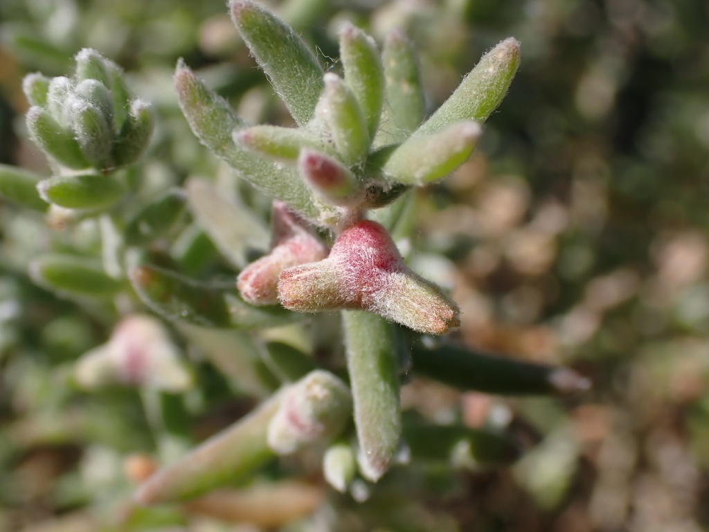 Dissocarpus biflorus (hero image)