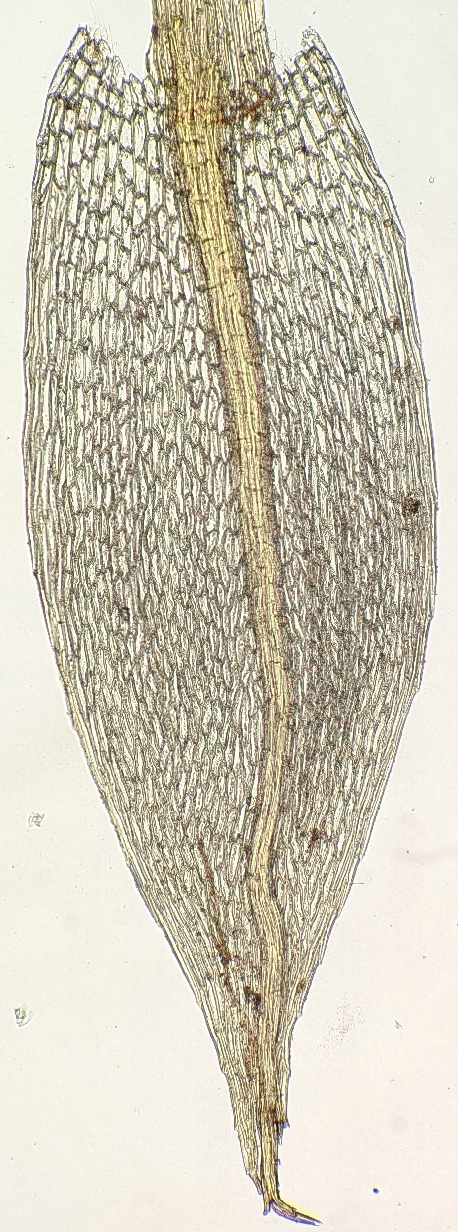 Ptychostomum creberrimum (hero image)