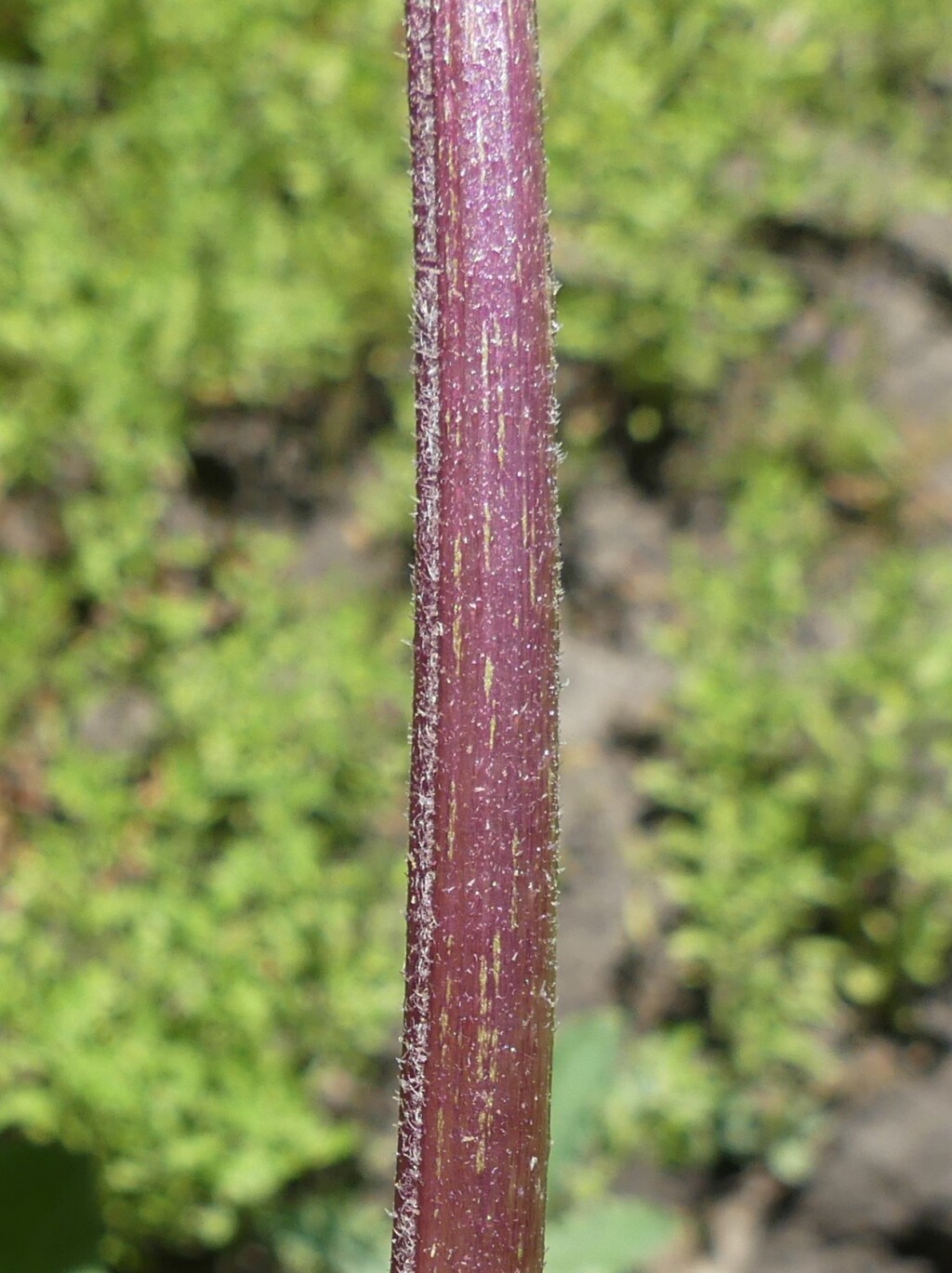 Xanthium occidentale (hero image)