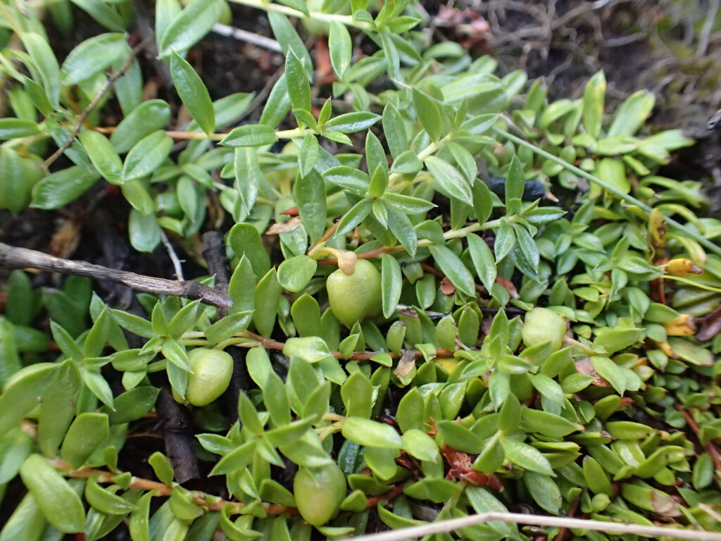 Rhytidosporum inconspicuum (hero image)