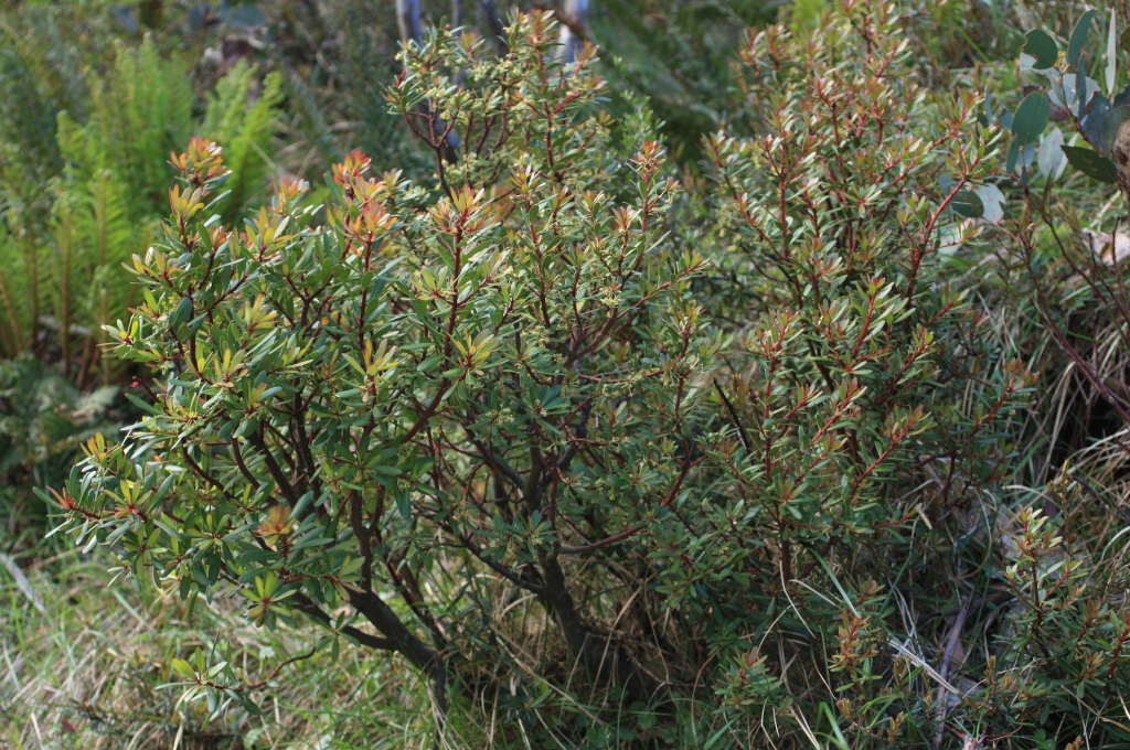Tasmannia xerophila subsp. xerophila (hero image)