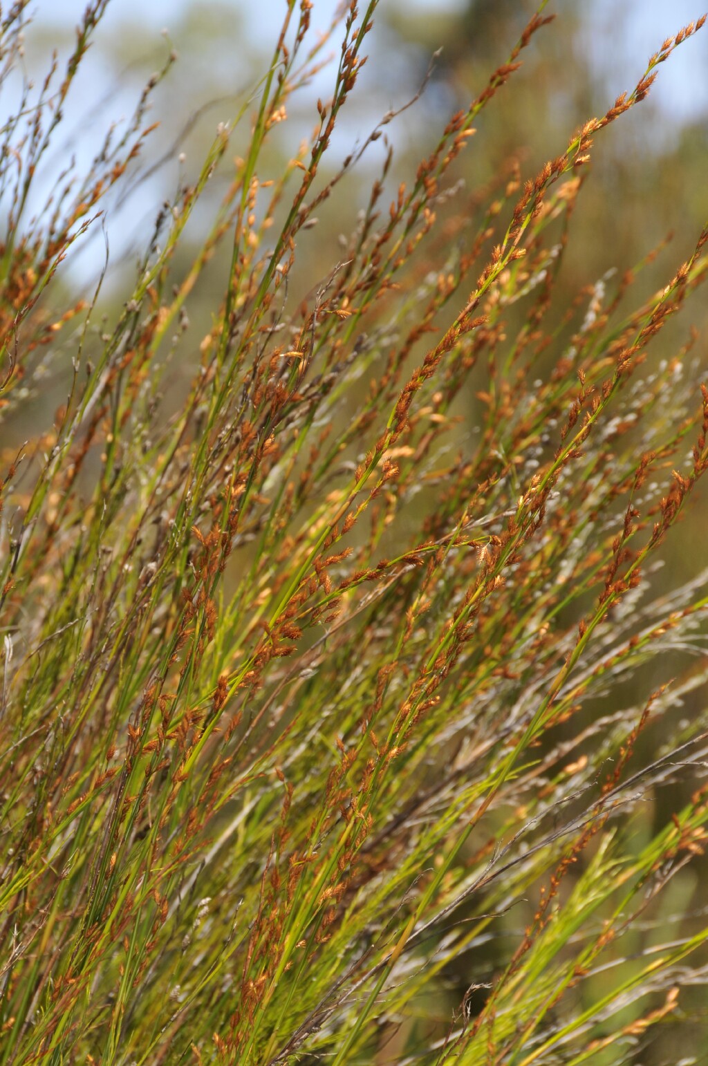 Baloskion tetraphyllum (hero image)
