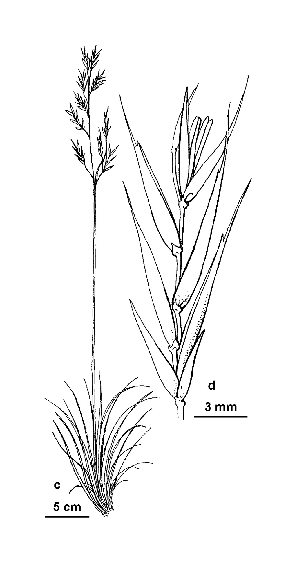 Festuca asperula (hero image)