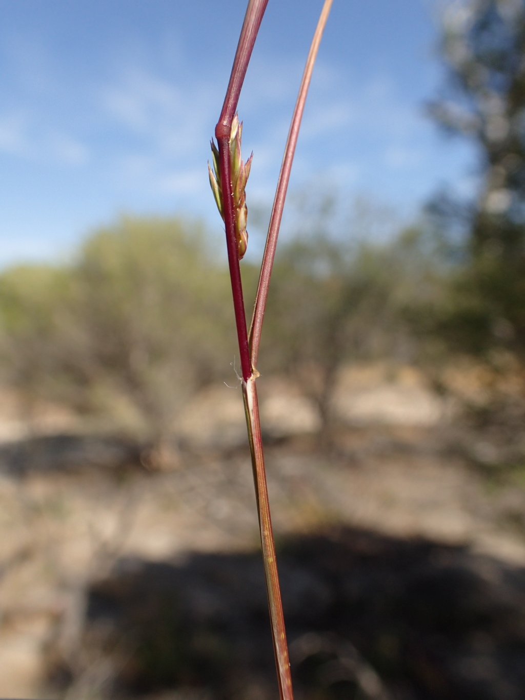 Tribolium acutiflorum (hero image)