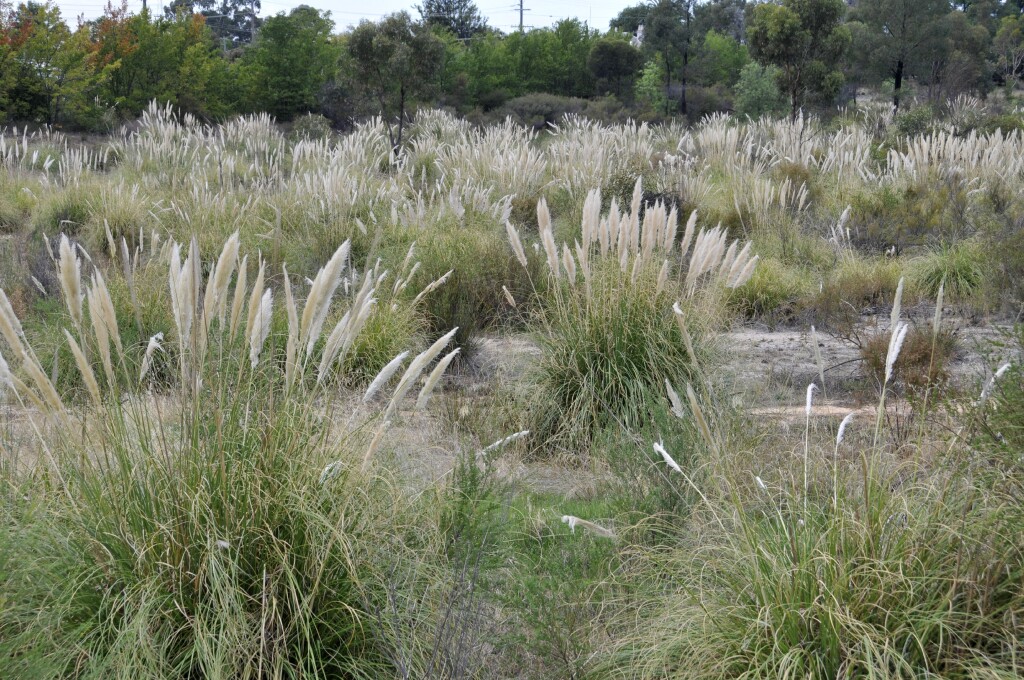 Cortaderia selloana (hero image)