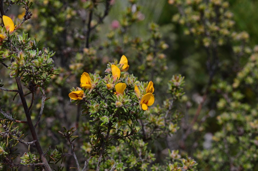 Pultenaea daltonii (hero image)