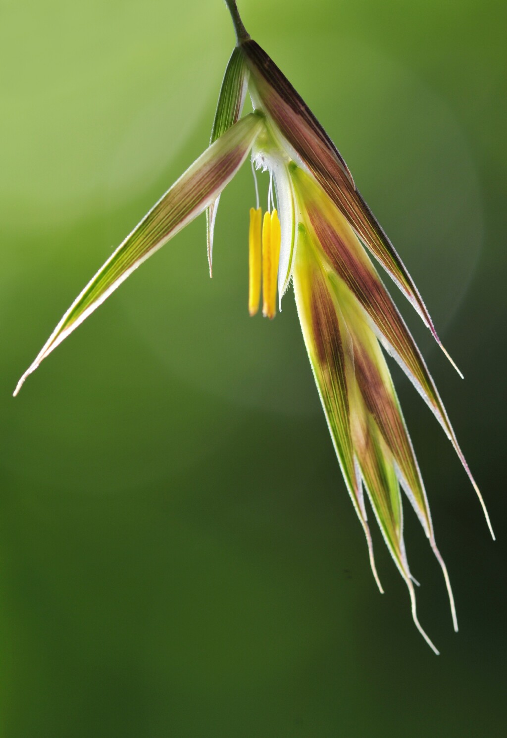 Bromus catharticus var. elatus (hero image)