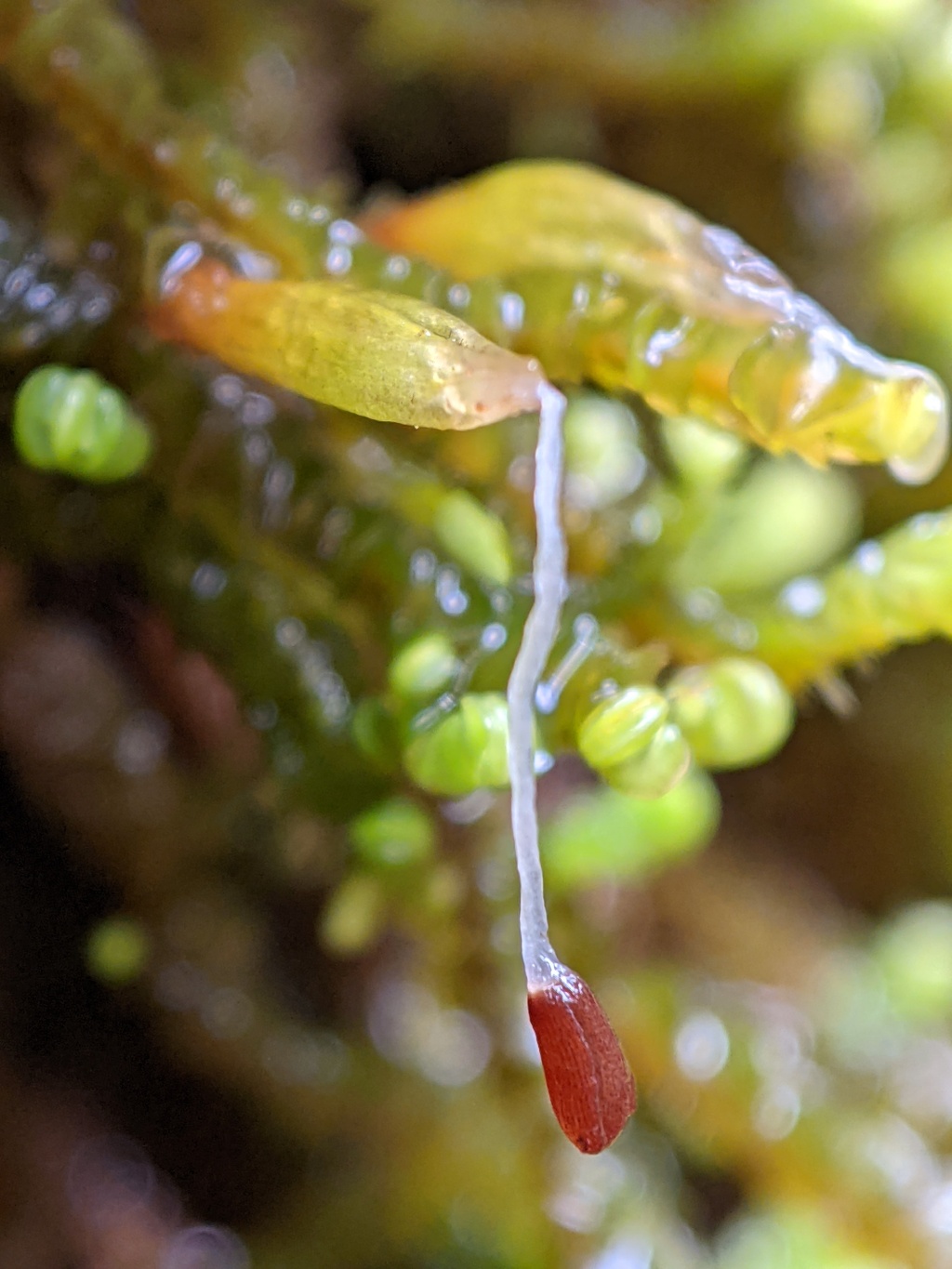 Syzygiella colorata (hero image)