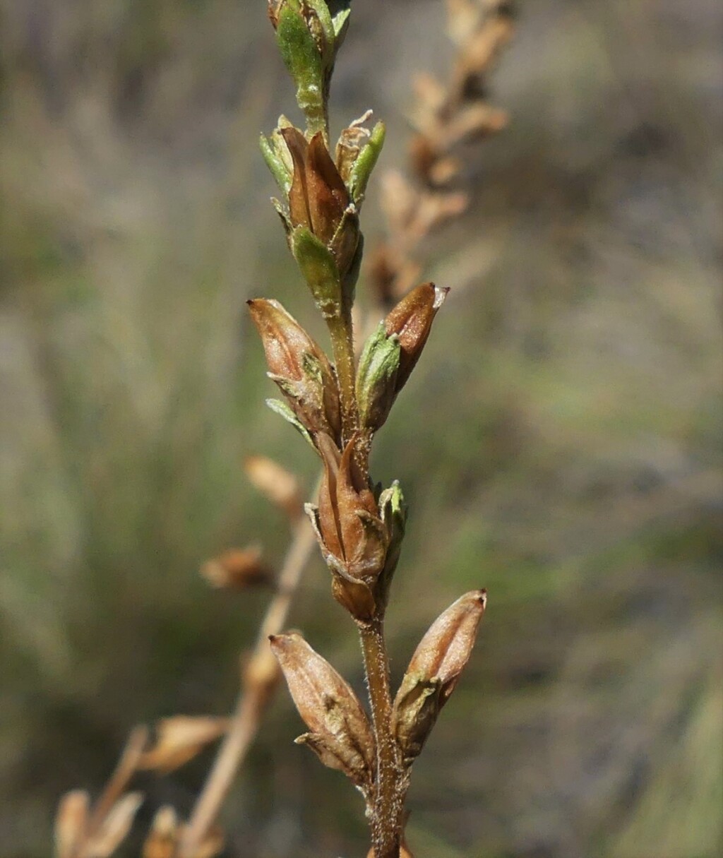 Euphrasia collina subsp. collina (hero image)