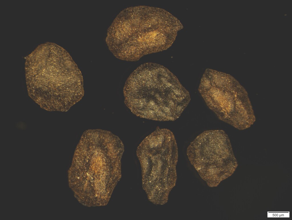 Eucalyptus cephalocarpa (hero image)