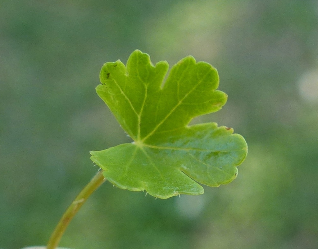 Hydrocotyle sibthorpioides (hero image)