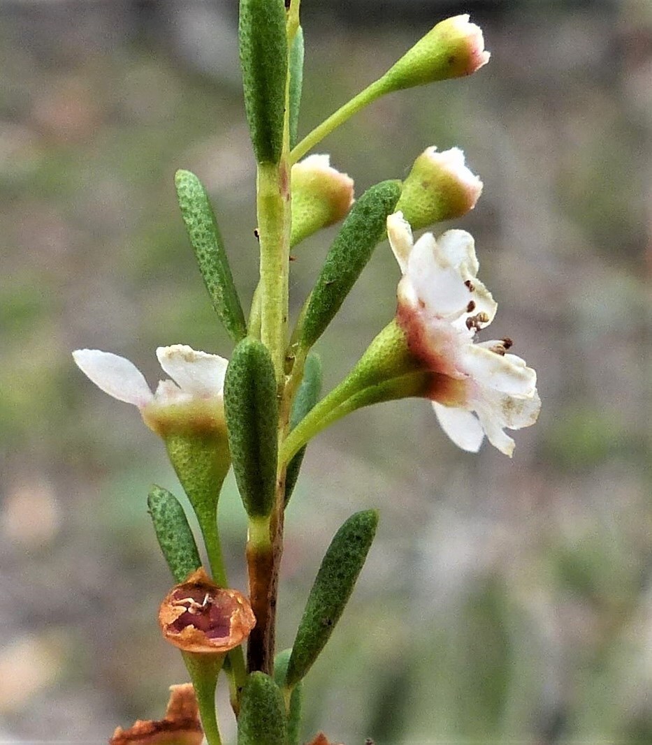 Baeckea utilis (hero image)