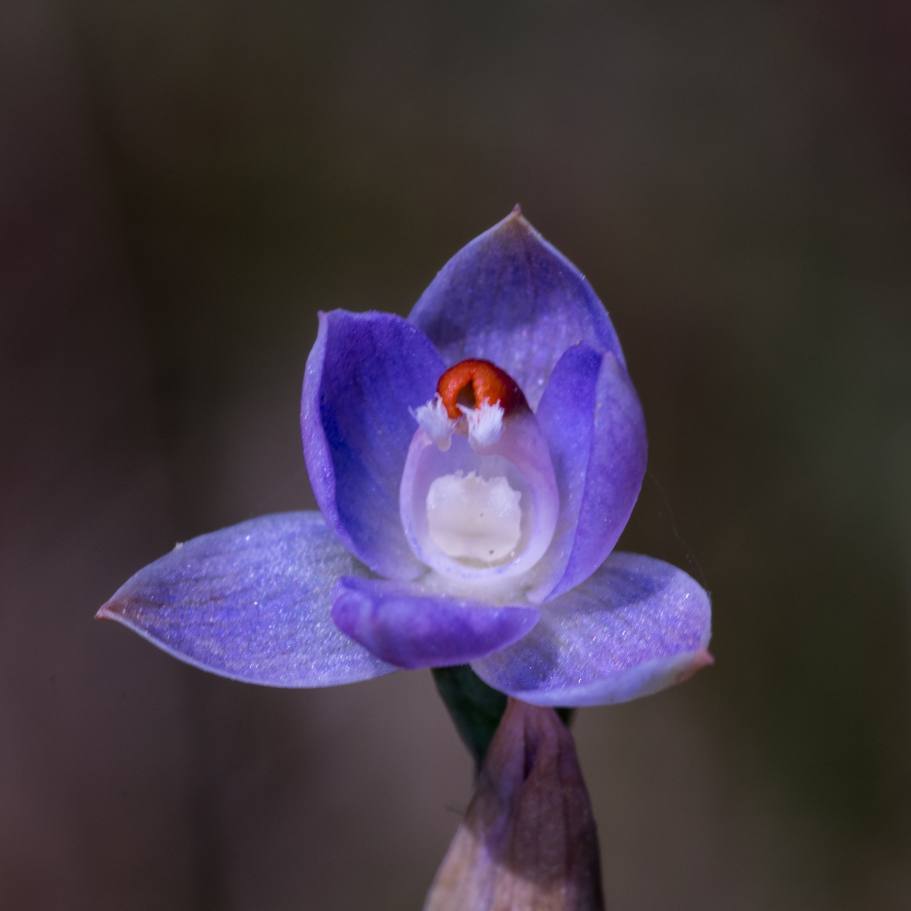 Thelymitra brevifolia (hero image)