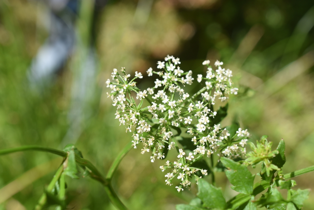 Berula erecta (hero image)