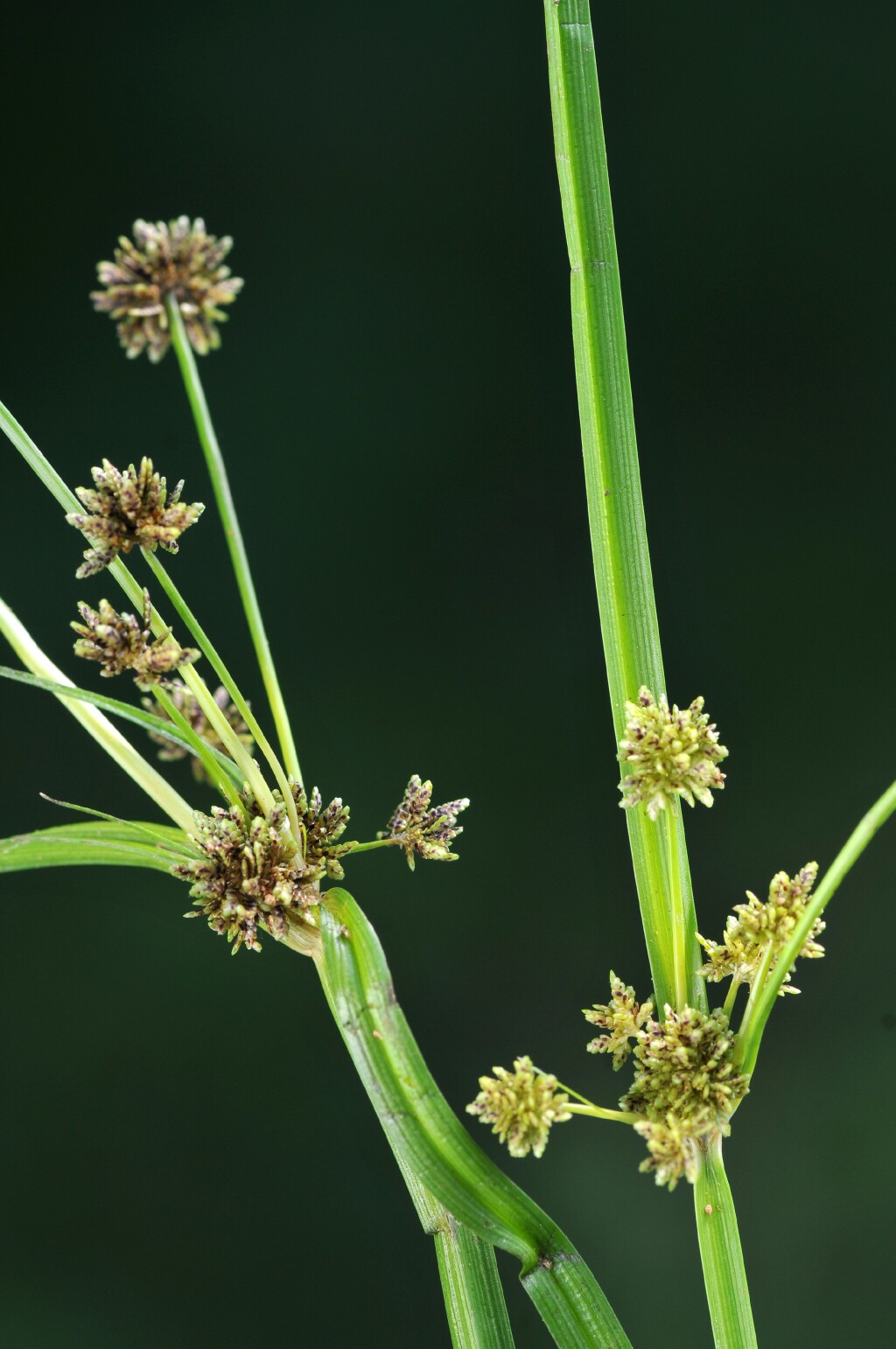 Cyperus difformis (hero image)