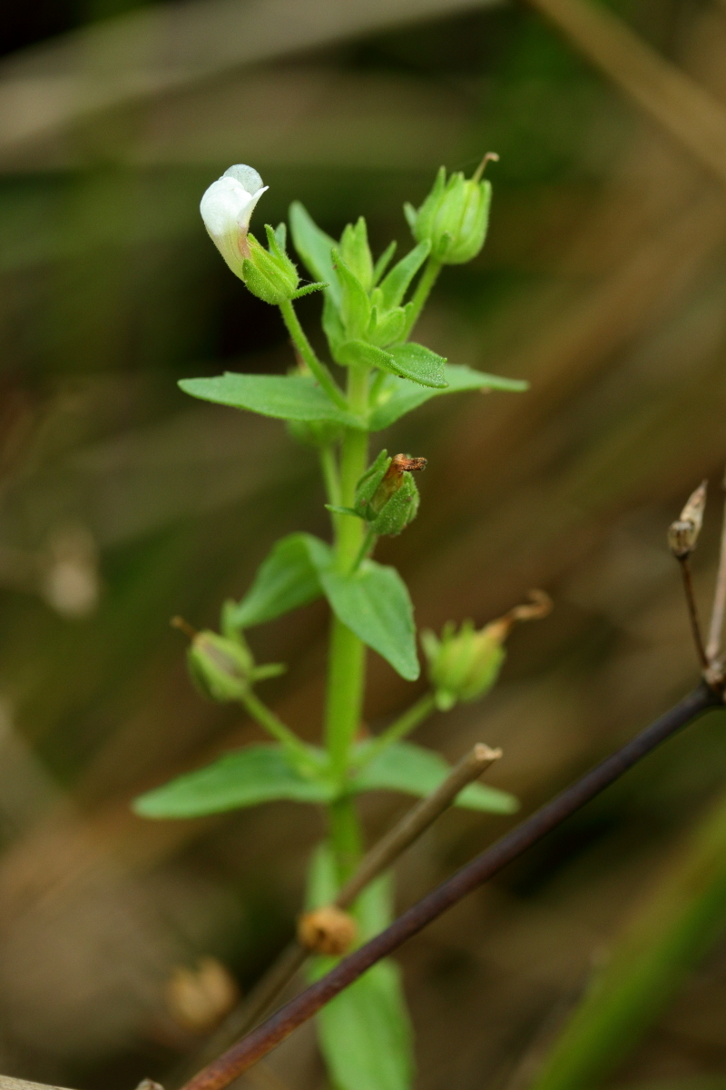 Gratiola pedunculata (hero image)